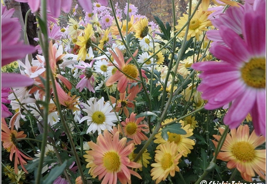 Flowers 127