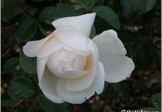 Flowers 129
