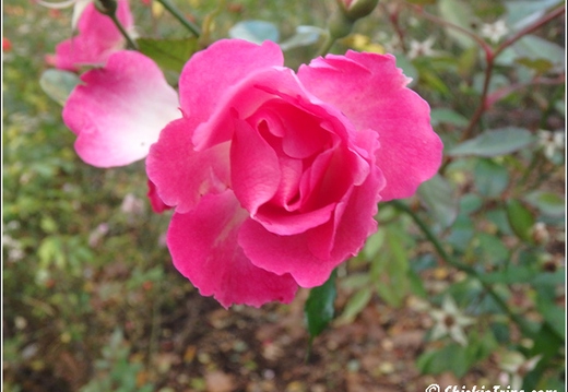 Flowers 133