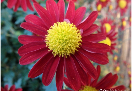 Flowers 141