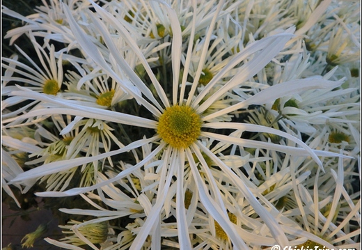 Flowers 144
