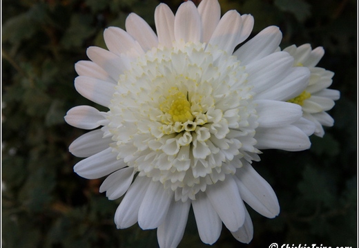 Flowers 146