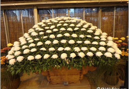 Flowers 158