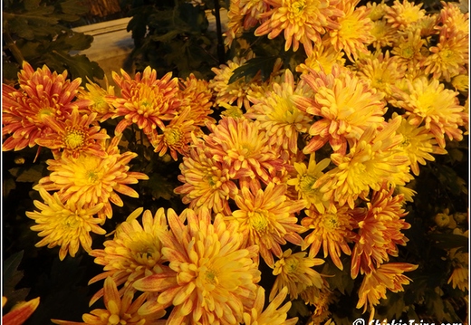 Flowers 159