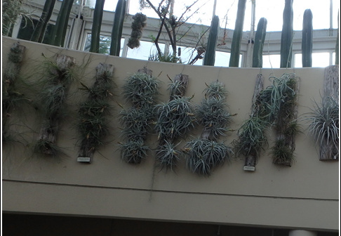 New York Botanical Garden 009
