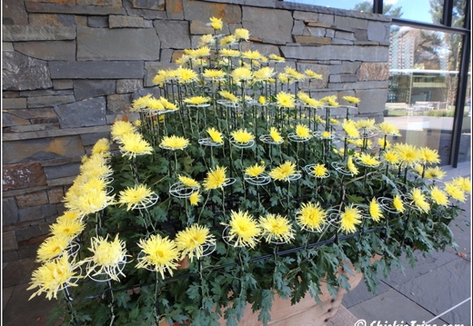Flowers 001