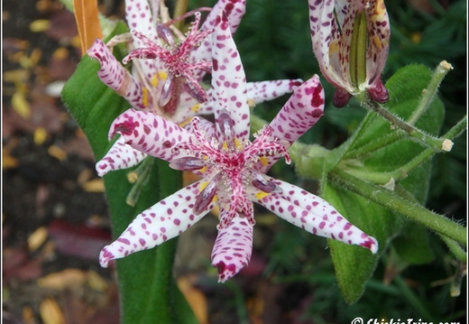 Flowers 020