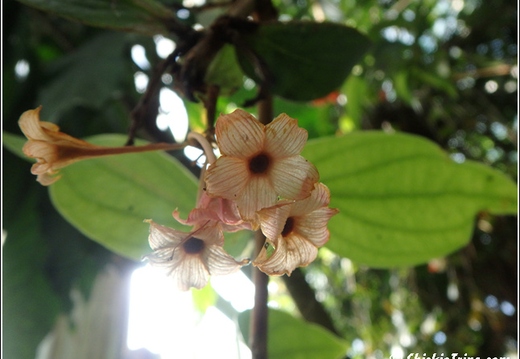 Flowers 038