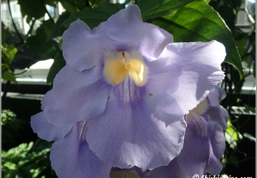 Flowers 042