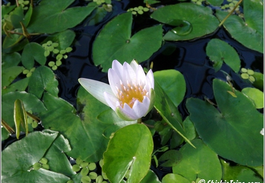 Flowers 045