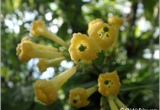 Flowers 054