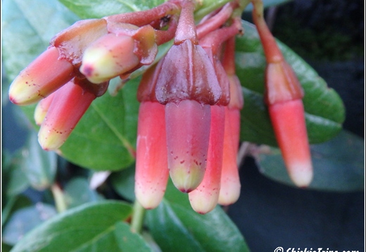 Flowers 063