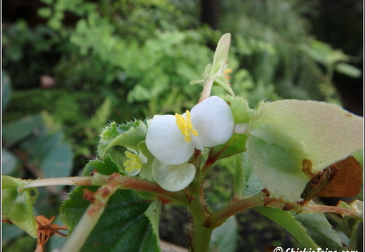 Flowers 065