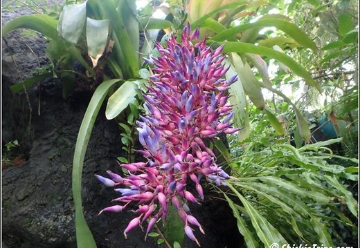 Flowers 067