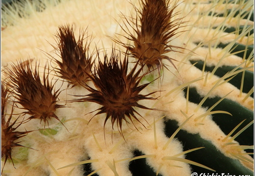 Flowers 077