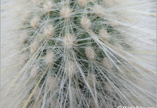 Flowers 081