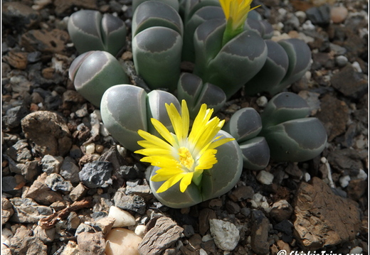 Flowers 084