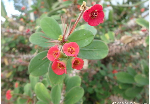 Flowers 088