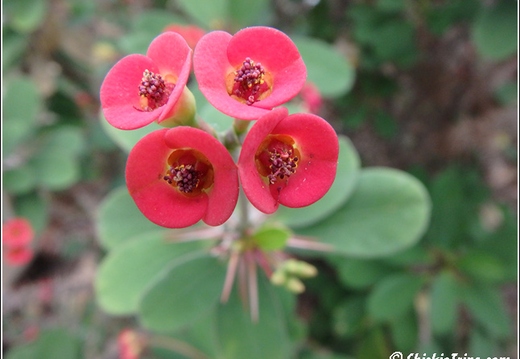 Flowers 089