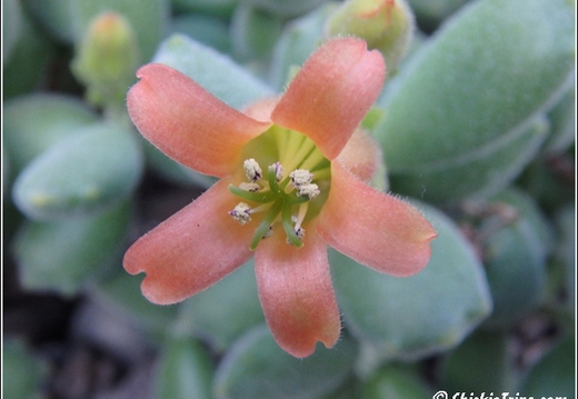 Flowers 092