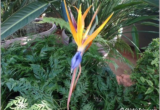Flowers 105