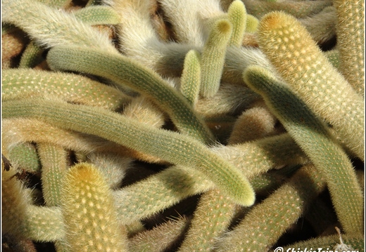 Flowers 110