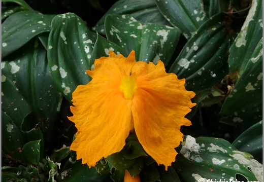 Flowers 113
