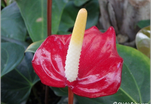 Flowers 116