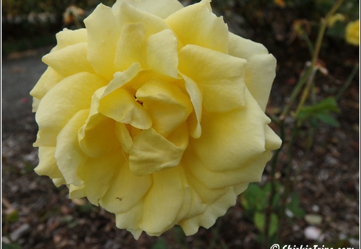Flowers 134