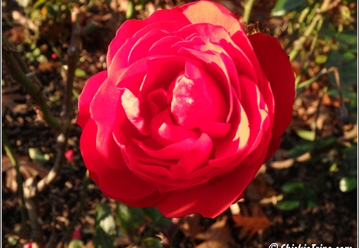 Flowers 137