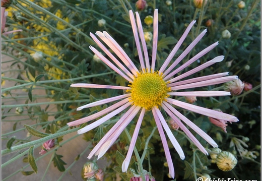 Flowers 143