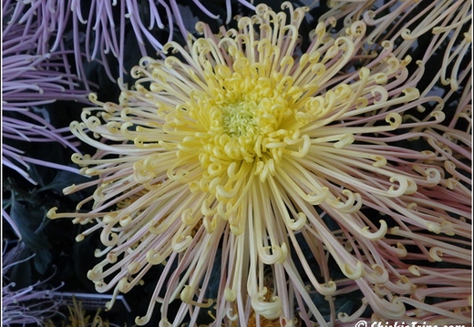 Flowers 147