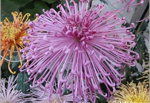 Flowers 148