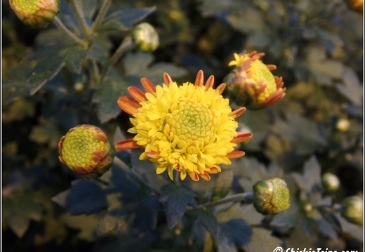 Flowers 152