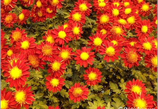 Flowers 156