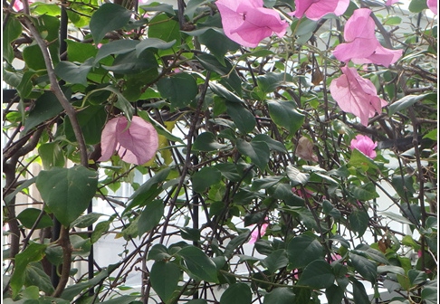 New York Botanical Garden Trip 014