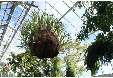 New York Botanical Garden Trip 016