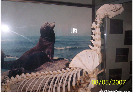 Niagra Falls 2007 035