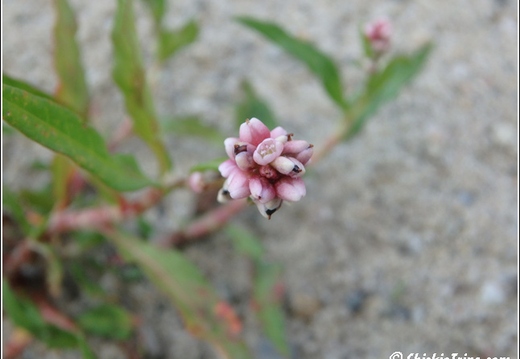 Flowers 002