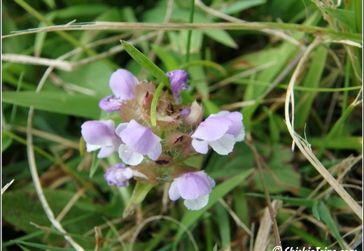 Flowers 011