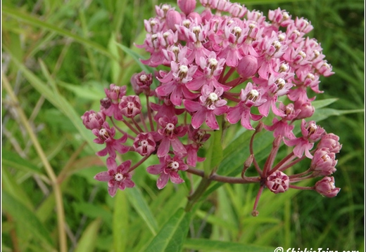 Flowers 012