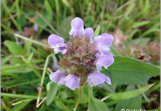 Flowers 016