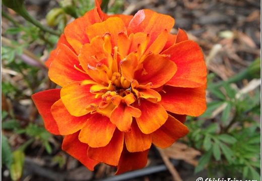Flowers 003