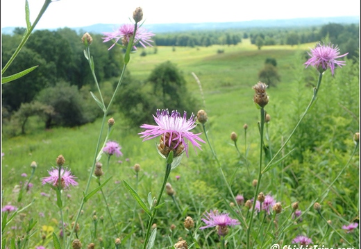 Flowers 010