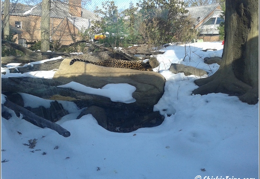 Staten Island Zoo 003