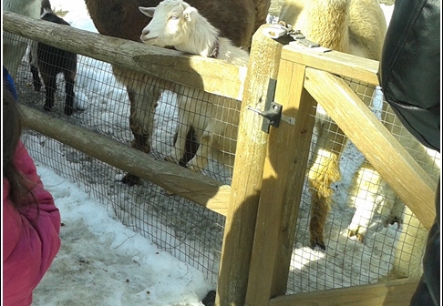 Staten Island Zoo 006