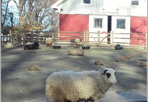Staten Island Zoo 017