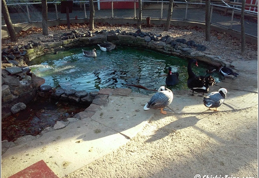 Staten Island Zoo 022