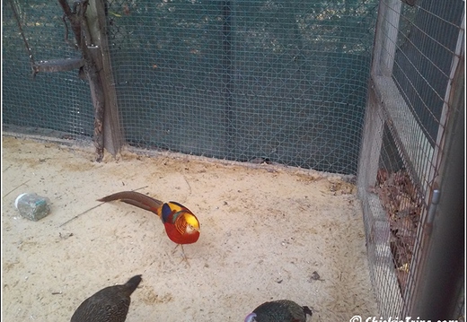 Staten Island Zoo 028