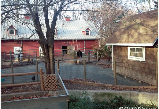 Staten Island Zoo 030